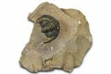 Diademaproetus Trilobite - Foum Zguid, Morocco #363112-2